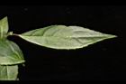 狹瓣八仙花-葉正07.JPG