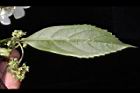 狹瓣八仙花-葉背02.JPG