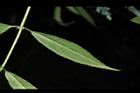 狹瓣八仙花-葉背09.JPG