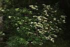狹瓣八仙花02.JPG