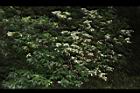 狹瓣八仙花03.JPG