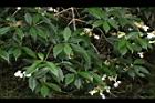 狹瓣八仙花05.JPG