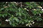 狹瓣八仙花06.JPG