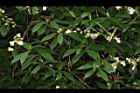 狹瓣八仙花09.JPG