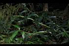 狹瓣八仙花11.JPG