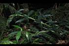 狹瓣八仙花12.JPG