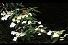 狹瓣八仙花20.JPG