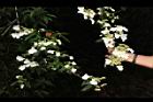 狹瓣八仙花24.JPG