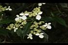 狹瓣八仙花27.JPG