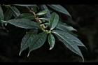 狹瓣八仙花30.JPG
