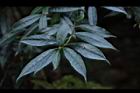 狹瓣八仙花33.JPG