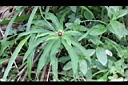 狹葉七葉一枝花-花01.JPG