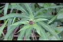 狹葉七葉一枝花-花03.JPG