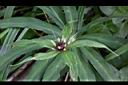 狹葉七葉一枝花-花05.JPG
