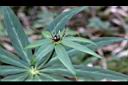 狹葉七葉一枝花-花14.JPG