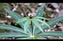 狹葉七葉一枝花-花16.JPG
