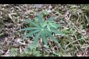 狹葉七葉一枝花08.JPG