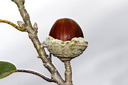 狹葉櫟-實64.jpg