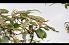 狹葉櫟-雄花03.JPG