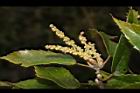 狹葉櫟-雄花07.JPG