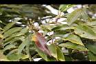 狹葉櫟-雌花01.JPG