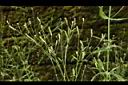 巴西馬鞭草-果序04.JPG
