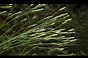 巴西馬鞭草-果序07.JPG