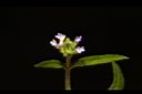 巴西馬鞭草-花00.JPG