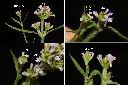 巴西馬鞭草-花1.jpg