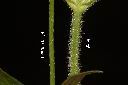 巴西馬鞭草-莖01.JPG