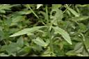 巴西馬鞭草-葉序04.JPG