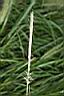 狼尾草-穗稈00.JPG