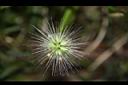 狼尾草-芒00.JPG