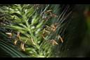 狼尾草-雄花00.JPG