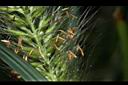 狼尾草-雄花01.JPG