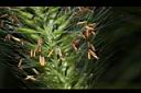 狼尾草-雄花03.JPG