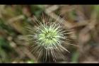 狼尾草-雌花00.JPG