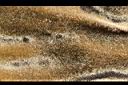 猢猻木-實皮0.jpg