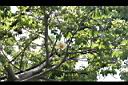 猢猻木-花18.jpg