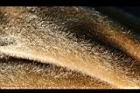 猢猻木-實皮2.jpg