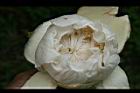 猢猻木-花07.jpg