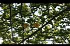猢猻木-花14.jpg