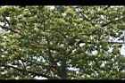 猢猻木-花19.jpg
