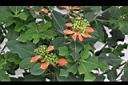 猩猩草-花05.JPG