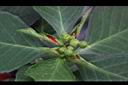 猩猩草-雌花03.JPG