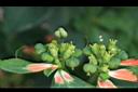 猩猩草-花實07.JPG