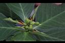 猩猩草-雌花04.JPG