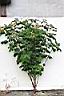 猩猩草03.JPG