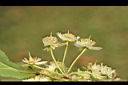 猴歡喜-花00.jpg