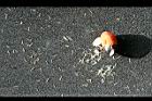 猴歡喜-種子02.jpg